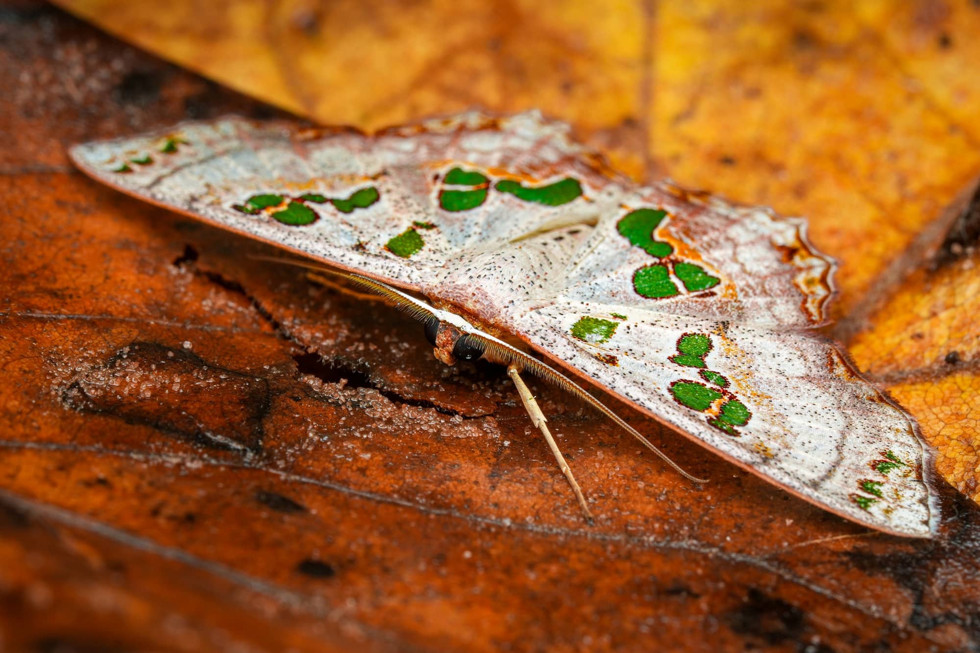 Scopula parvimacula (forests of northern Australia) © Daniel Meier