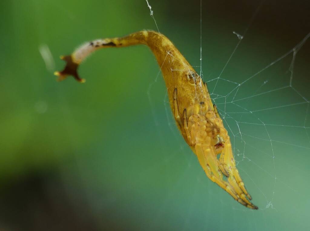 Scorpion-tailed Spider (Arachnura higginsi) © Stefan Jones