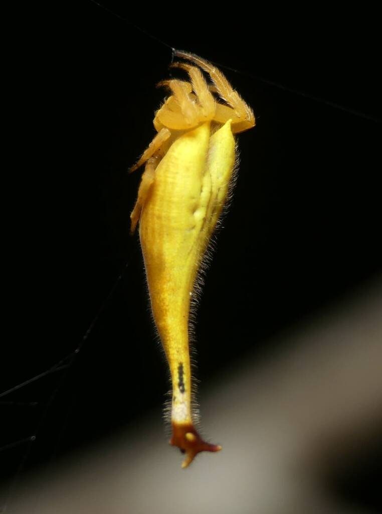 Scorpion-tailed Spider (Arachnura higginsi) © Stefan Jones