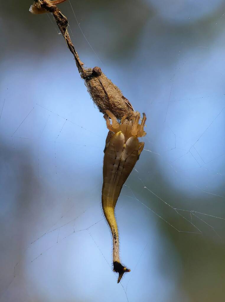 Female Scorpion-tailed Spider (Arachnura higginsi) with egg sacs © Stefan Jones
