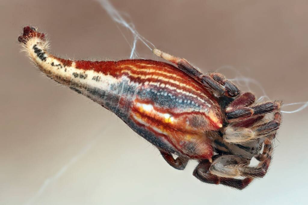 Scorpion-tailed Spider (Arachnura higginsi), Newcastle NSW © Michael Doe