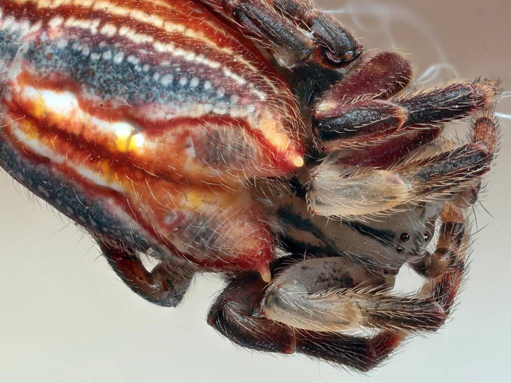 Scorpion-tailed Spider (Arachnura higginsi), Newcastle NSW © Michael Doe