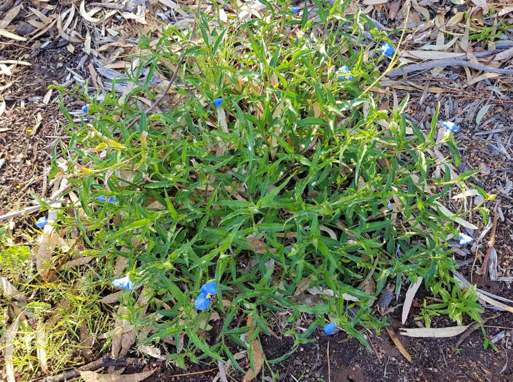 Scurvy Grass (Commelina ensifolia), Alice Springs NT