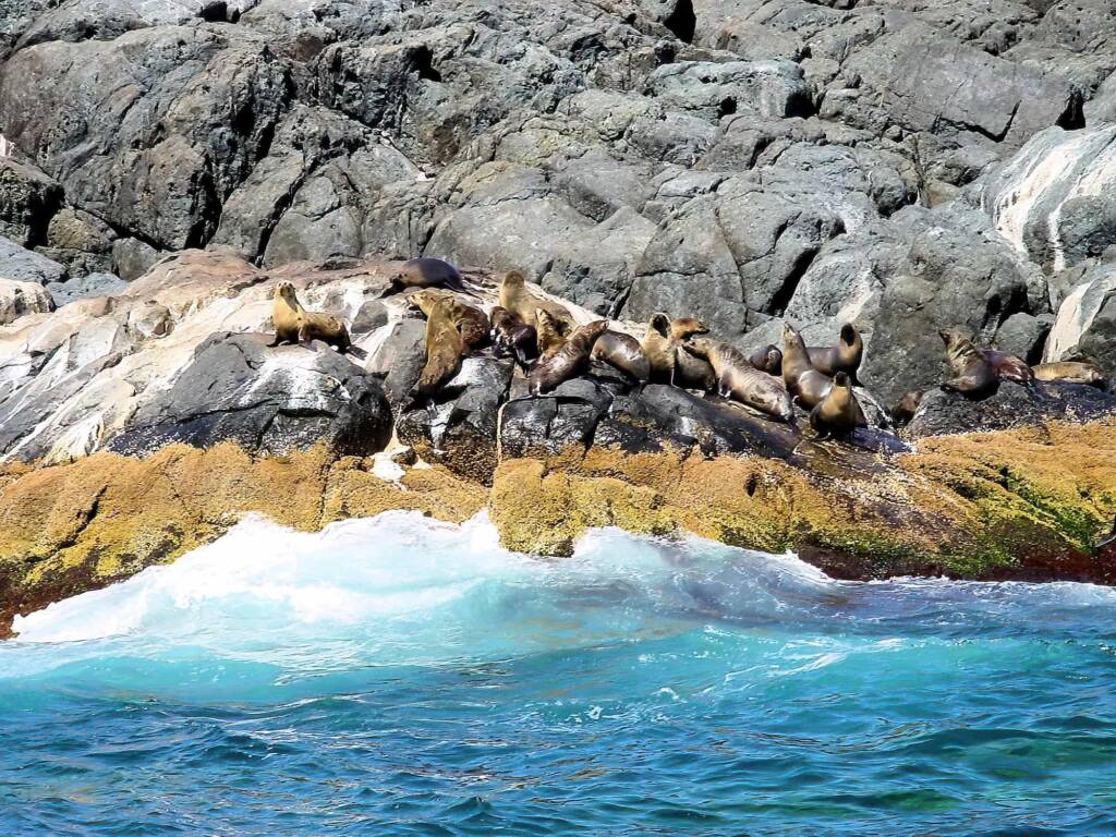 Seals, Montague Island NSW