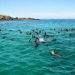 Seals off Barunguba Montague Island NSW