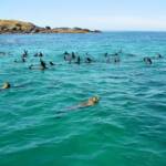 Seals off Barunguba Montague Island NSW