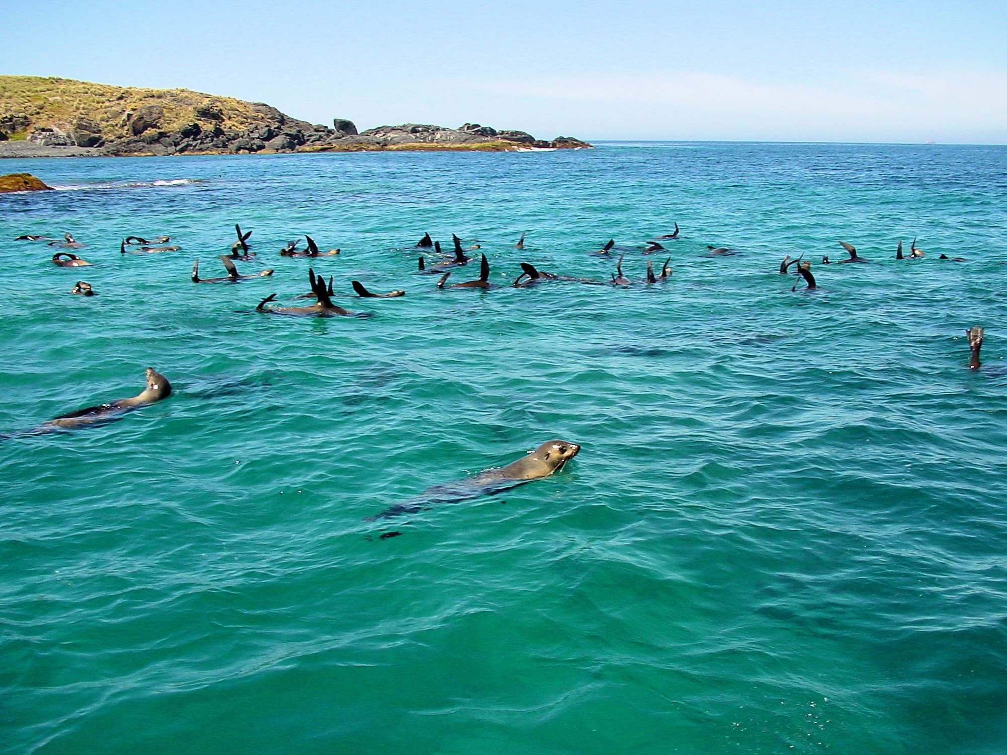 Seals off Barunguba Montague Island NSW