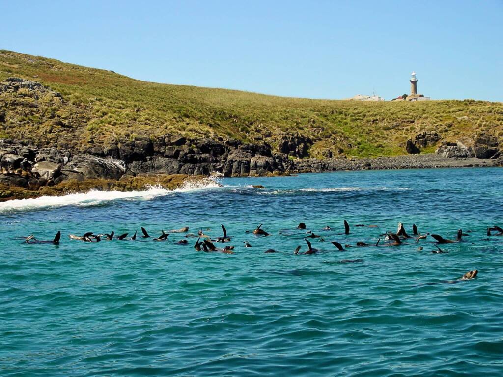 Seals off Montague Island NSW