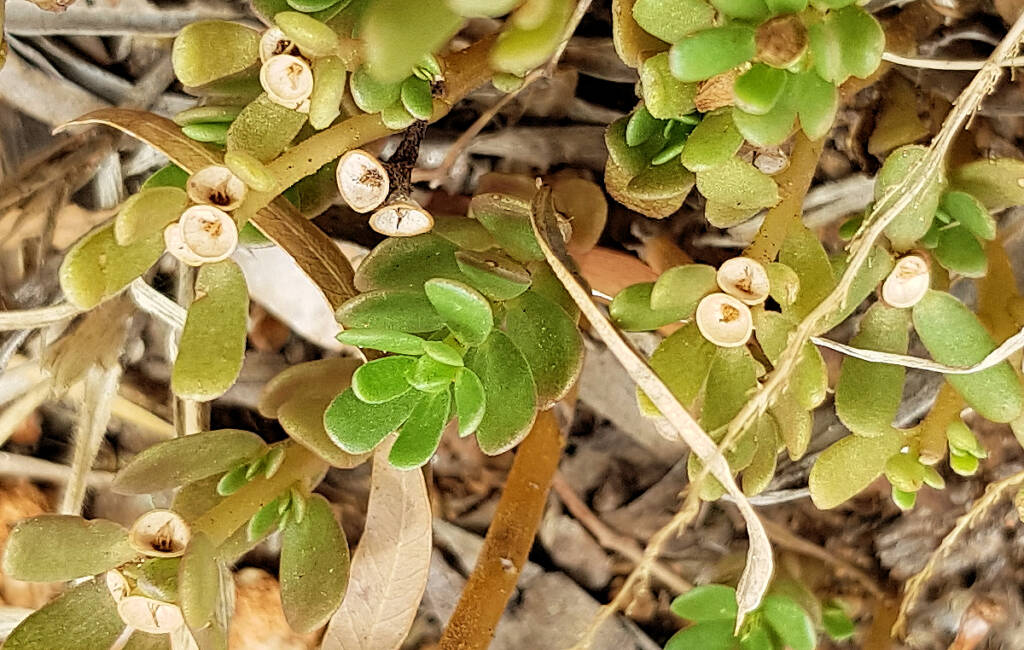 Buttercup Pigweed with empty seed capsules (Portulaca intraterranea), Alice Springs Desert Park