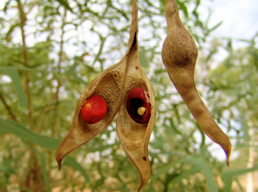 Seeds of the Sturt Bean Tree (Erythrina vespertilio), Olive Pink Botanic Garden.