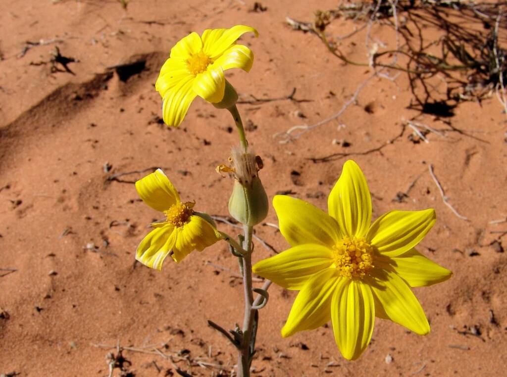 Annual Yellowtop (Senecio gregorii)