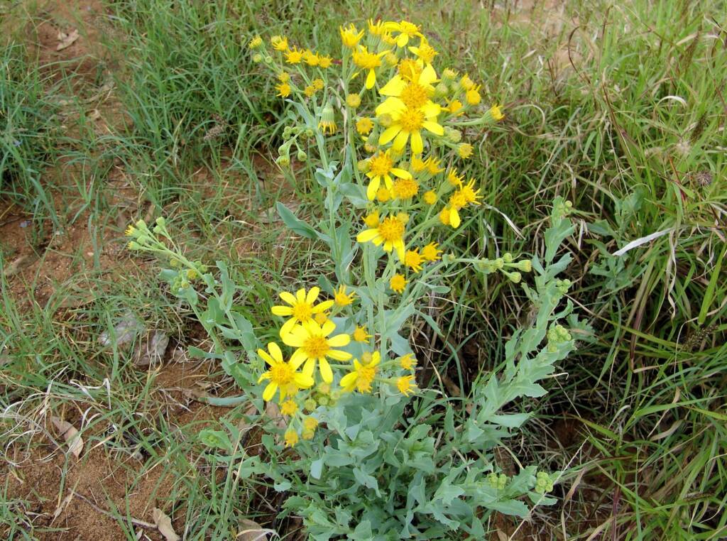 Perennial Yellow Top (Senecio magnificus), Alice Springs NT