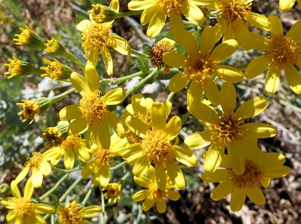 Perennial Yellow Top (Senecio magnificus), Alice Springs NT