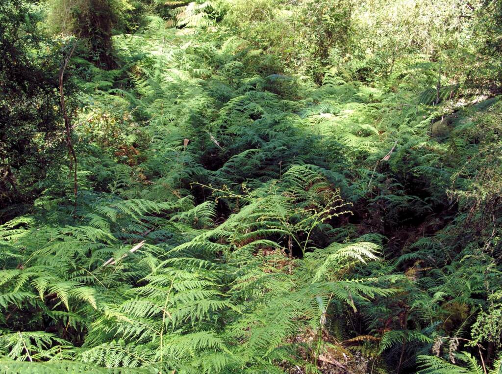 Ferns on the Shady Gully Nature Walk, Alpine regions, Victoria