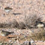 Ruff (Calidris pugnax) and Sharp-tailed Sandpiper (Calidris acuminata), Alice Springs NT © Dorothy Latimer