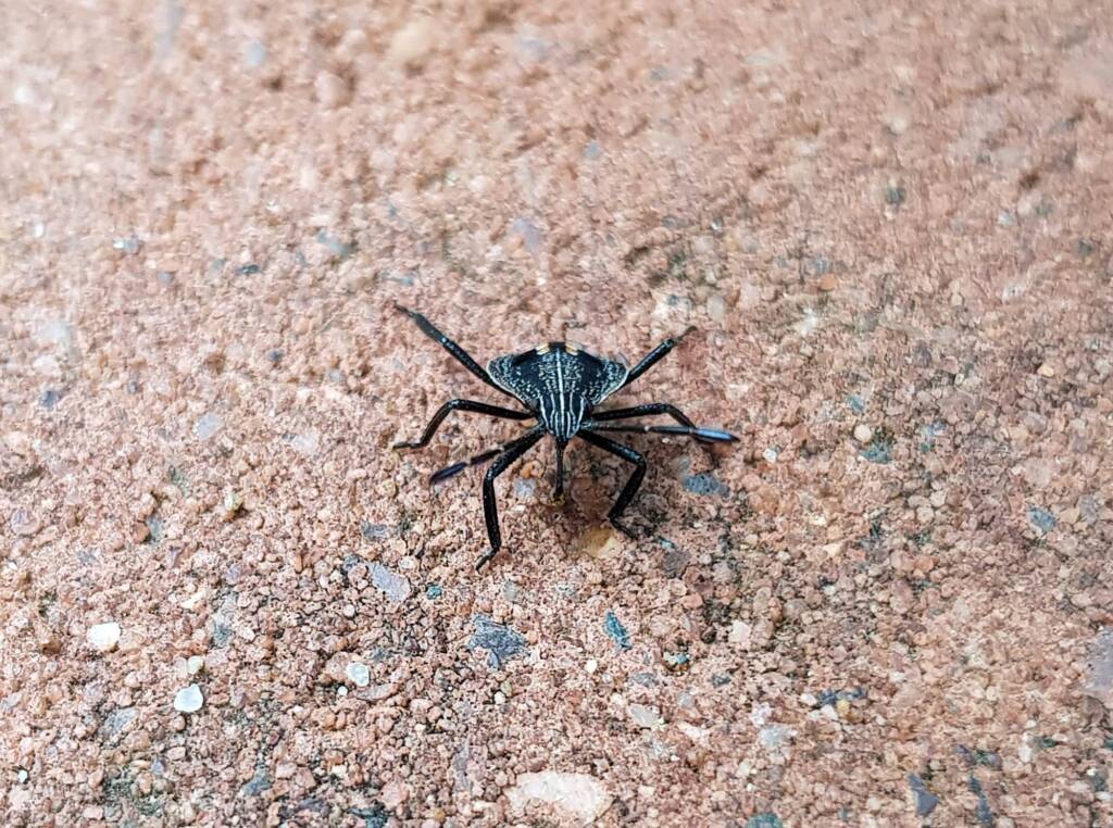 Shield Bug nymph (genus Poecilometis), Alice Springs NT