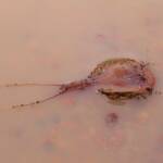 Shield Shrimp (Triops australiensis), Ilparpa Claypans