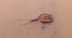 Shield Shrimp (Triops australiensis), Ilparpa Claypans