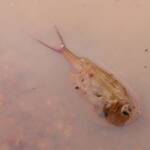 Shield Shrimp (Triops australiensis), Ilparpa Claypans