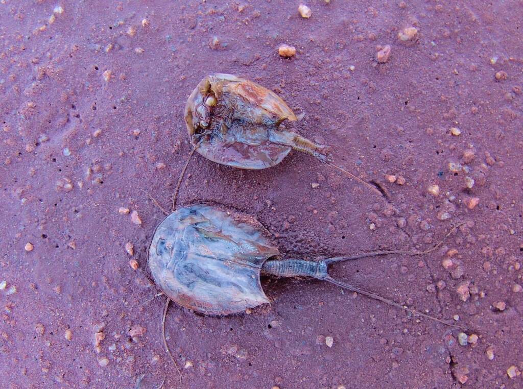 Shield Shrimp (Triops australiensis), Ilparpa Claypans