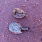 Shield Shrimp (Triops australiensis), Ilparpa Claypans