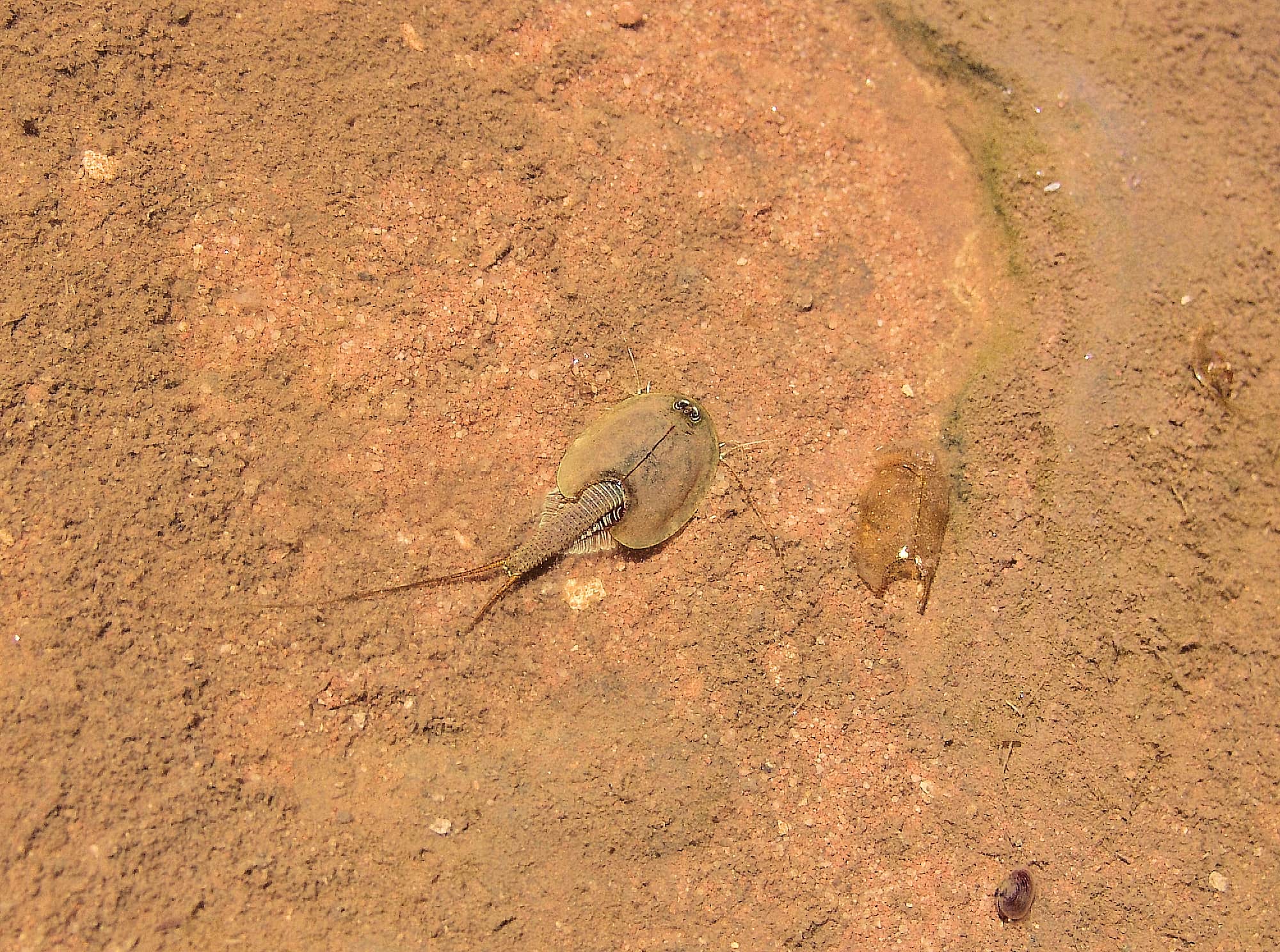 Shield Shrimp (Triops australiensis), Finke Gorge National Park