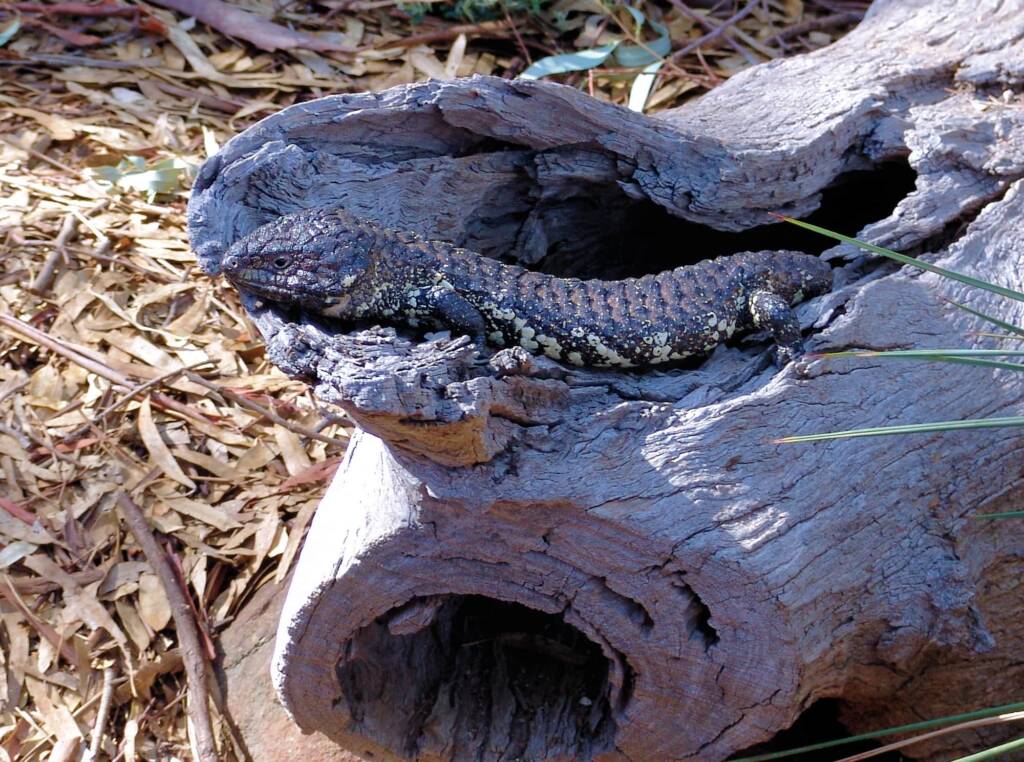 Shingleback Lizard, Kyabram Fauna Park, VIC