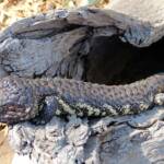 Shingleback Lizard, Kyabram Fauna Park, VIC