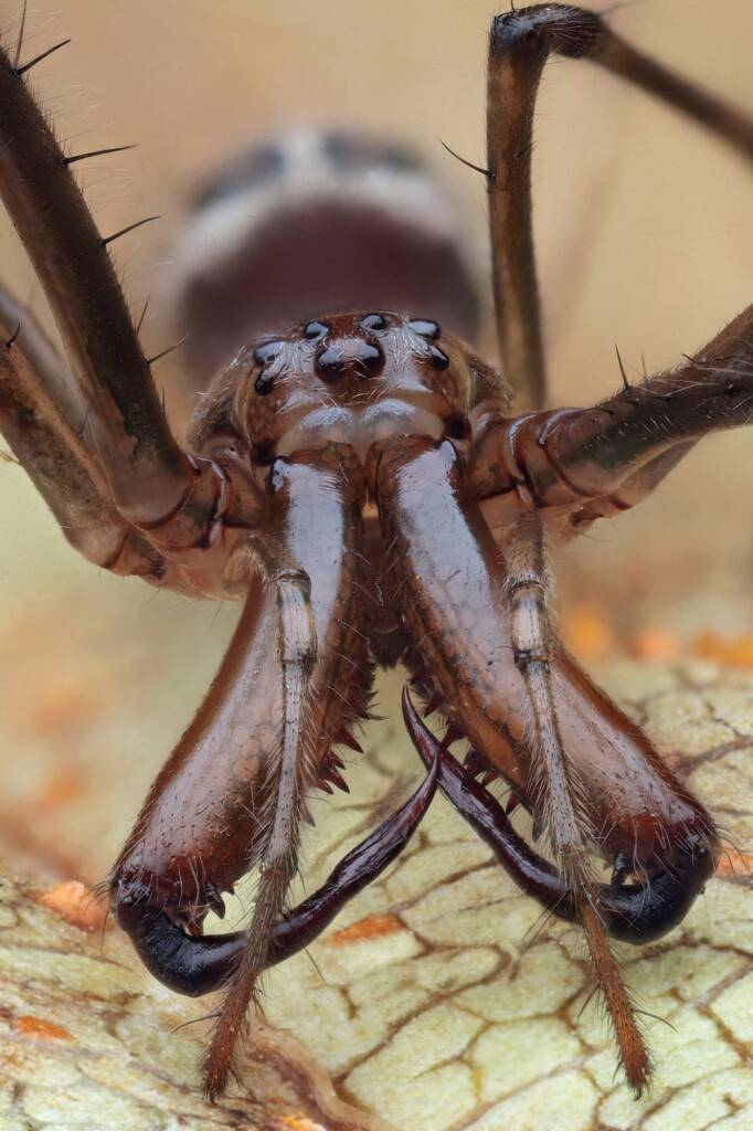 Shining Long-jawed Spider (Tetragnatha nitens), Woy Woy Bay NSW © Michael Doe