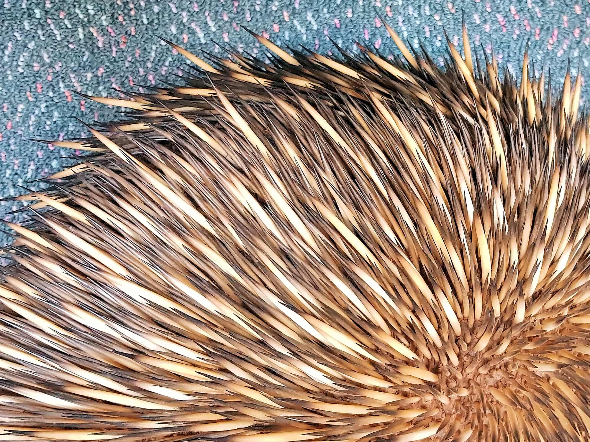 Spines of the Short-beaked Echidna (Tachyglossus aculeatus) at the Alice Springs Desert Park NT