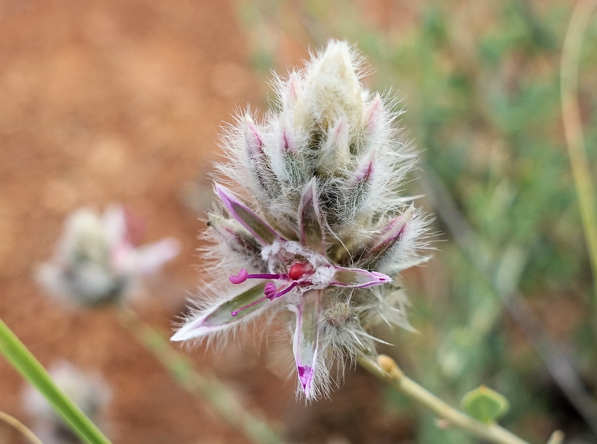 Shrubby Fox-tail (Ptilotus whitei), Olive Pink Botanic Garden NT