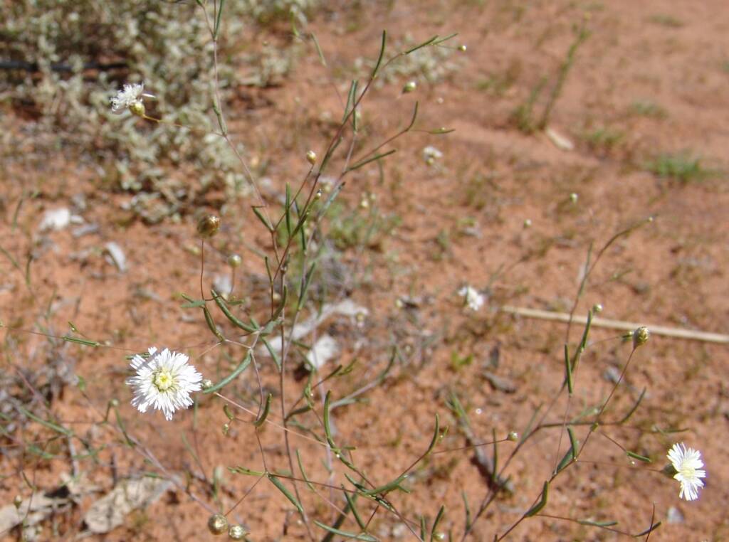 Siemssenia capillaris, Ilparpa Claypans, Alice Springs NT