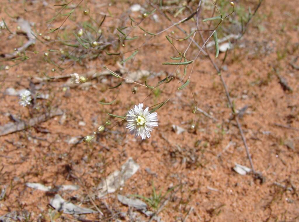 Siemssenia capillaris, Ilparpa Claypans, Alice Springs NT