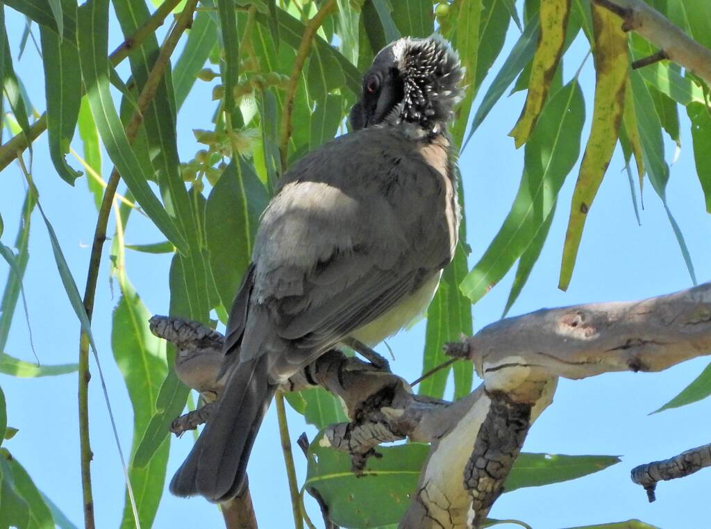 Silver-crowned Friarbird (Philemon argenticeps)