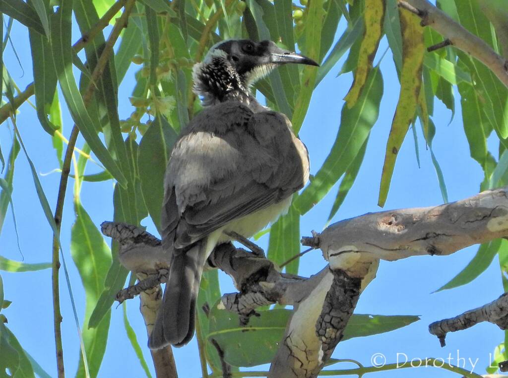 Silver-crowned Friarbird (Philemon argenticeps)