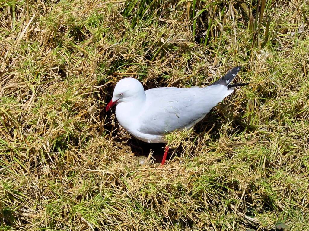 Silver Gull (Larus novaehollandiae) on nest, Barunguba Montague Island NSW