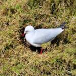 Silver Gull (Larus novaehollandiae) on nest, Barunguba Montague Island NSW
