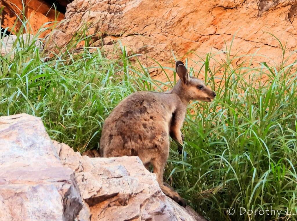 Black-footed Rock Wallaby, Simpsons Gap, NT