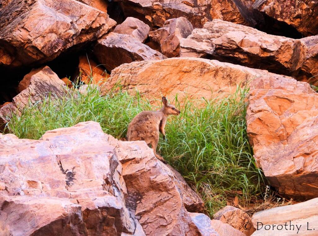 Black-footed Rock Wallaby, Simpsons Gap, NT