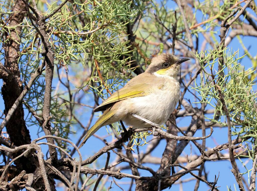 Singing Honeyeater (Gavicalis virescens), Alice Springs NT © Dorothy Latimer