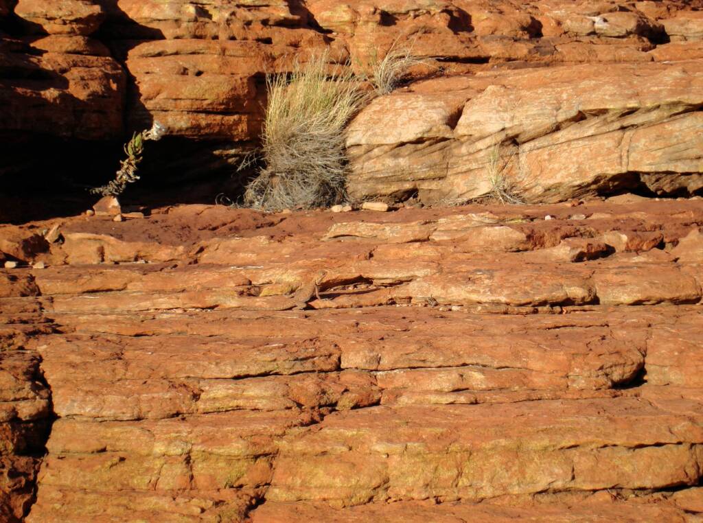 Slater's Ringtailed Dragon (Ctenophorus slateri) blend in so well at Kings Canyon © 2006 Greg Sully