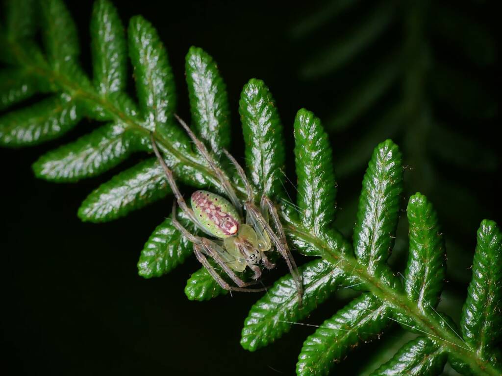 Slender Green Orbweaver (Araneus talipedatus), Belair SA © Marianne Broug