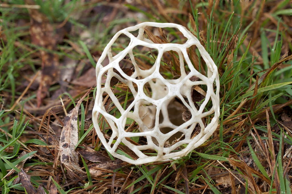 Smooth Cage Fungus - Buckyball (Ileodictyon gracile), Dalcouth QLD © Michael Jefferies
