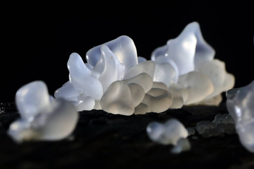 Snow Fungus (Tremella fuciformis), Belair SA © Marianne Broug