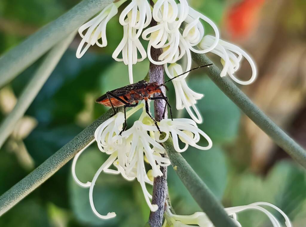 Soapberry Bug (Leptocoris sp) on Needlewood (Hakea leucoptera), Alice Springs NT