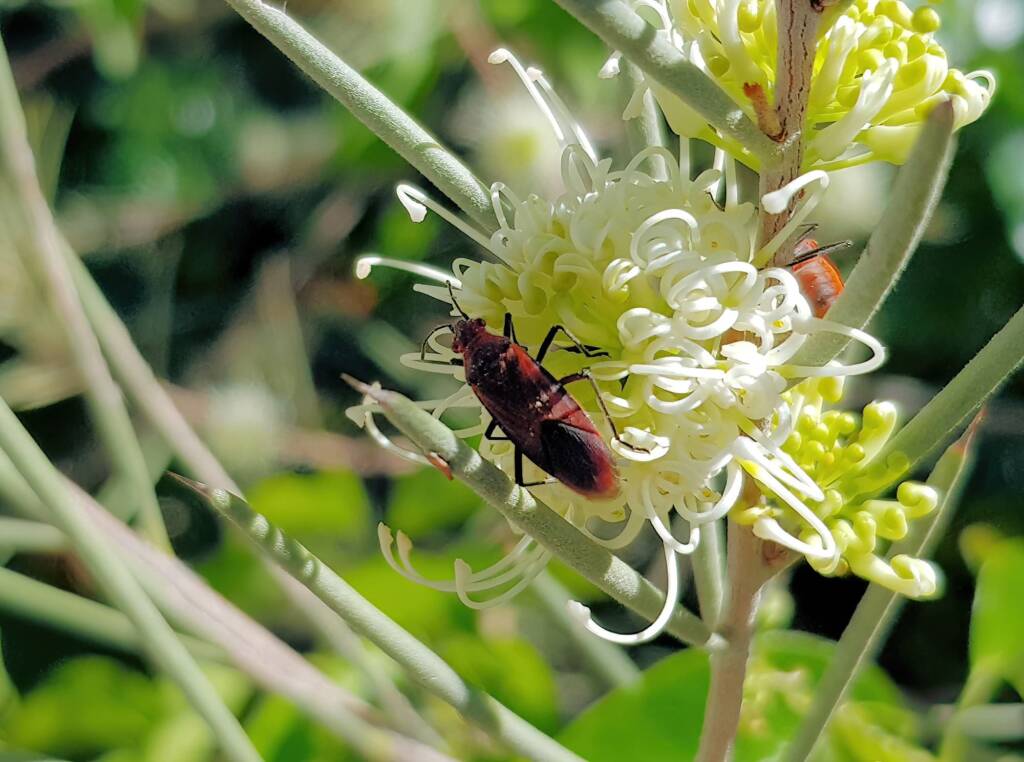 Soapberry Bug (Leptocoris tagalicus) on Needlewood (Hakea leucoptera), Alice Springs NT