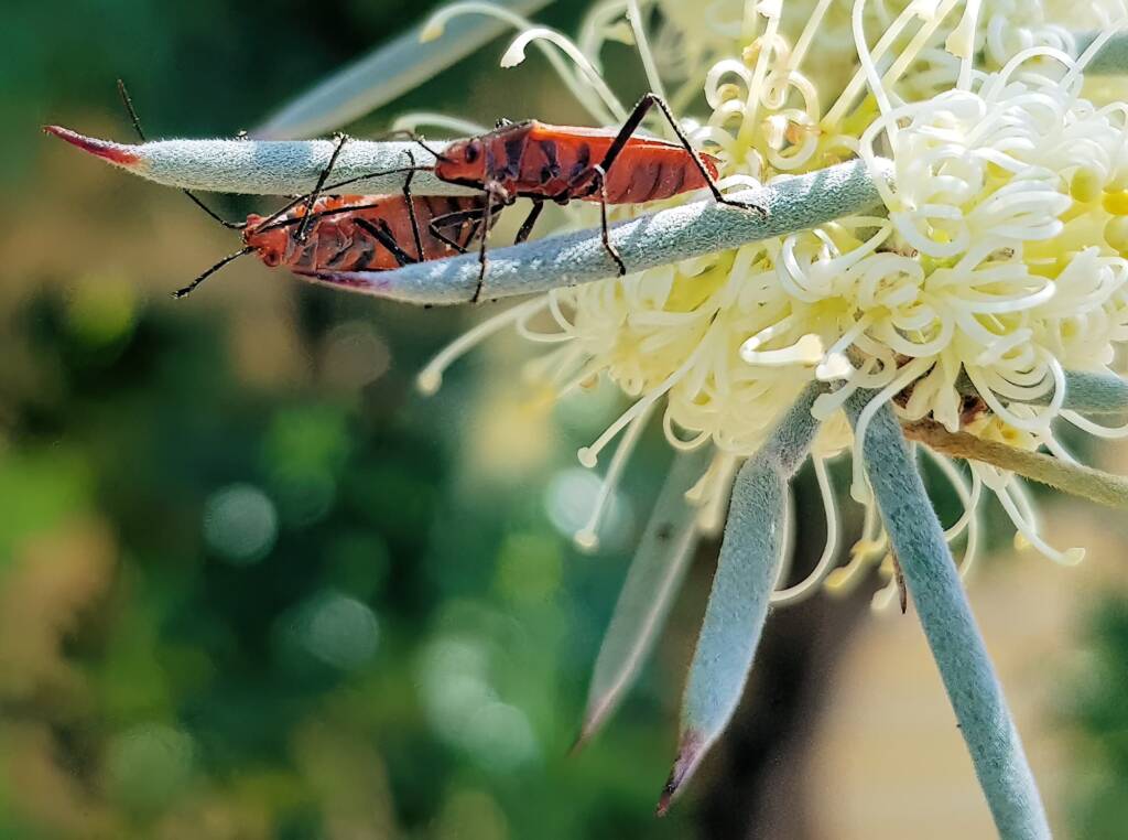 Soapberry Bugs (Leptocoris tagalicus) on Needlewood (Hakea leucoptera), Alice Springs NT