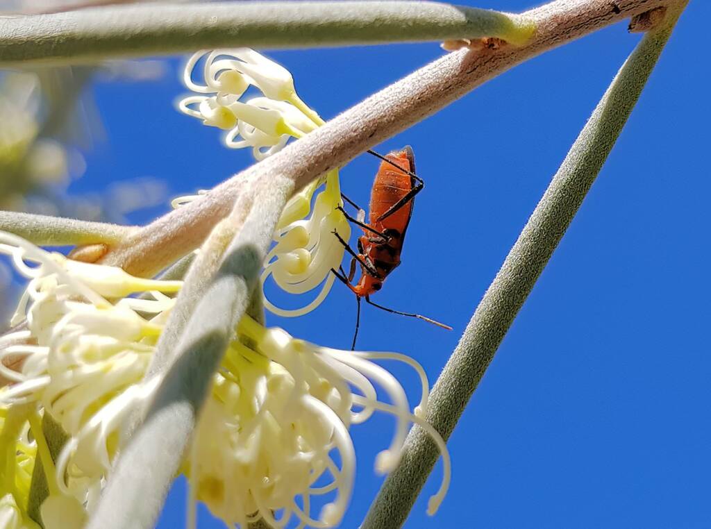 Soapberry Bug (Leptocoris tagalicus) on Needlewood (Hakea leucoptera), Alice Springs NT