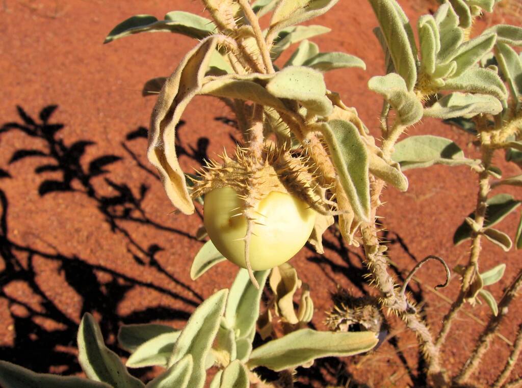 Bush Tomato (Solanum chippendalei) © Tony Bean, Senior Botanist, Queensland Herbarium, Brisbane