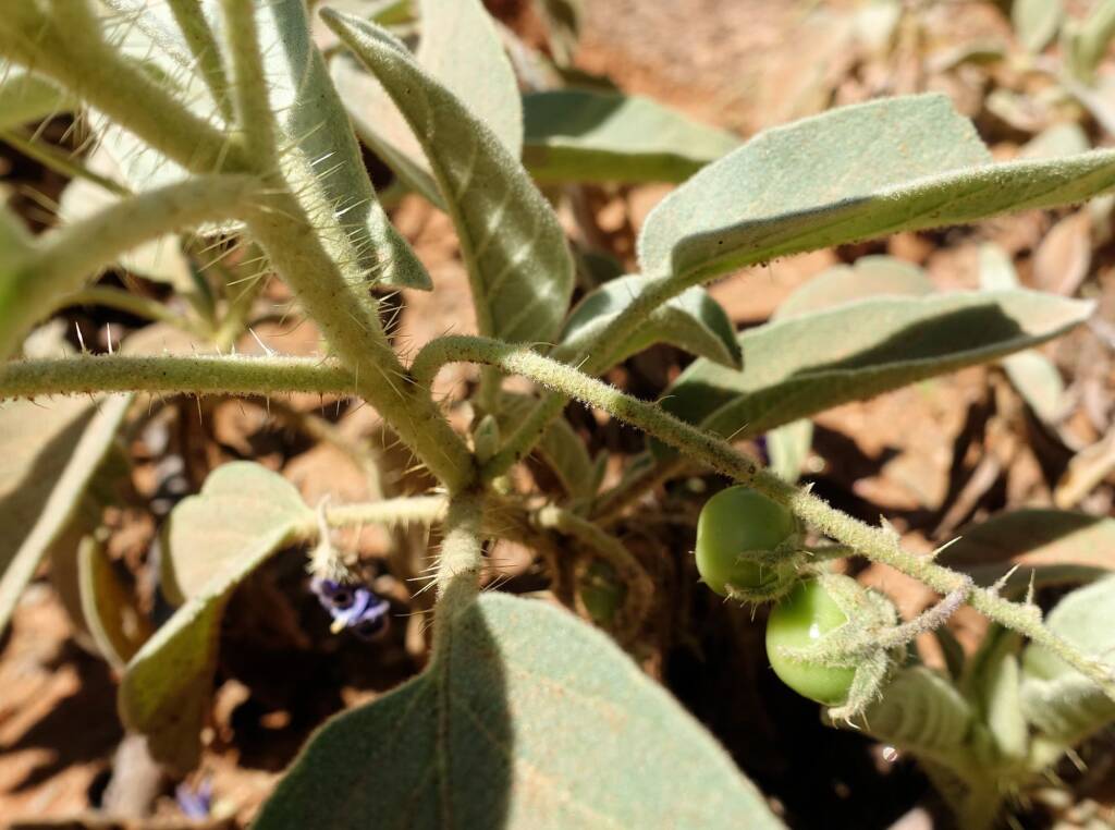 Bush Tomato (Solanum ellipticum)